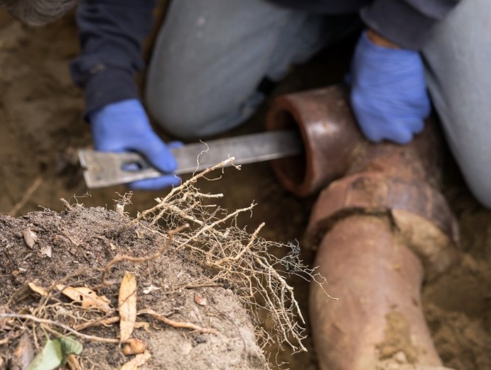 Prevent Tree Roots in Your Sewer Line