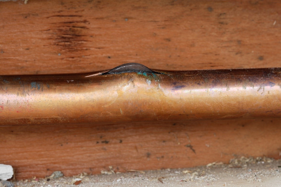 How to Detect and Prevent Tree Roots in Your Sewer Line